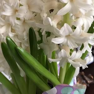 Meet your Posher, Maureen